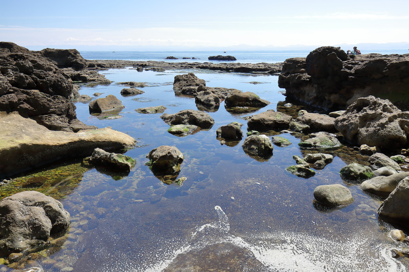 Illustration for article titled Pics from the (Ocean Floor): 2018-05-05 at Botanical Beach